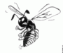 hornet
