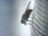 thefly1