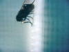 thefly2