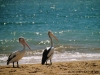 au_brissie_peli_01