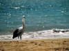 au_brissie_peli_02