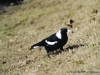 au_brissie_rabe01