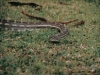 au_brissie_snake