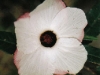 flower01