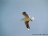 nz_dove01