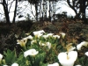 tassi_flowers01