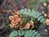 tassie_forest_10a