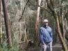 tassie_forest_15a