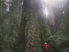 tassie_forest_16a